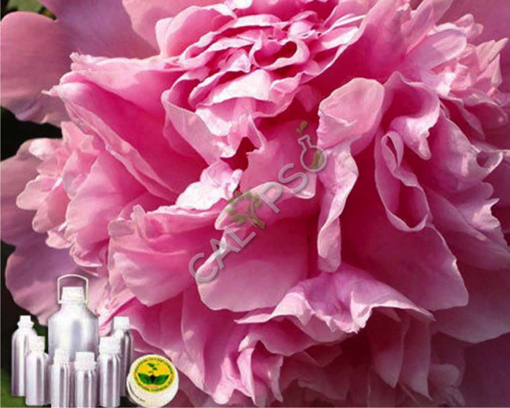 Buy 100% Pure Carnation Absolute Oil